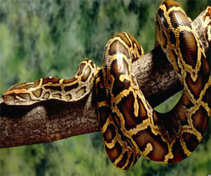Burmese pythons finds their lost home