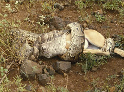 Burmese pythons finds their lost home