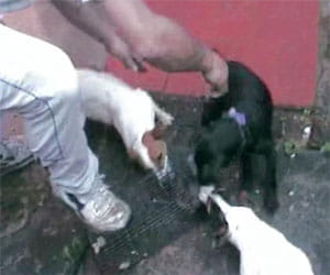 father son torture pets to be happy