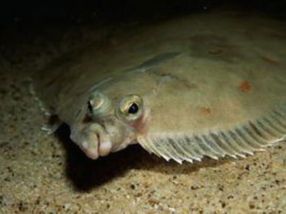 four eyed fish