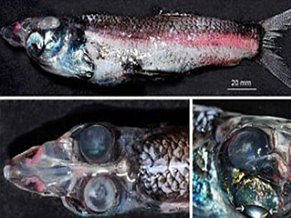 four eyed fish