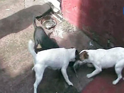 father son torture pets to be happy