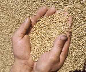 The bride pantry filled with five grains