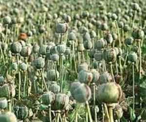 cimap successfully researched new breed of poppy