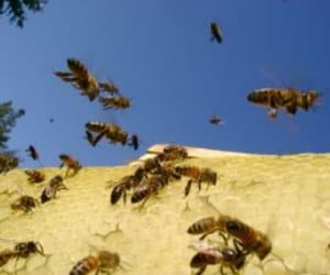 Honey Bees Attack in Punjab University
