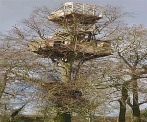 two storied house on a tree