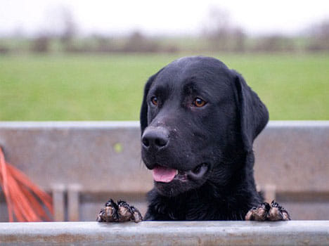 man killed five dogs