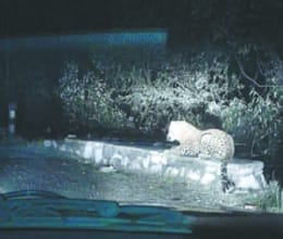 People use Crackers to run away leopard