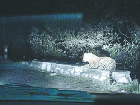 leopard was sat on the national highway 22 for 15 minutes