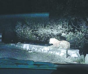 another leopard seen in FRI campus.