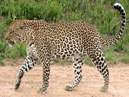 leopard attack on child