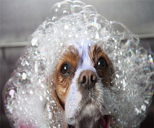 luxury beauty treatment for dogs