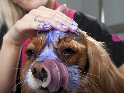 luxury beauty treatment for dogs