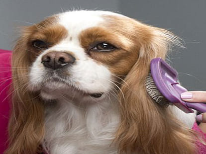 luxury beauty treatment for dogs
