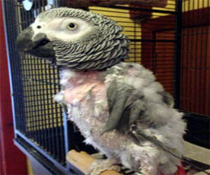 parrot put to death as he kept repeating dead owner's name 