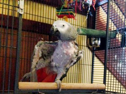 parrot put to death as he kept repeating dead owner's name 