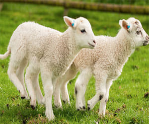sheep with six legs