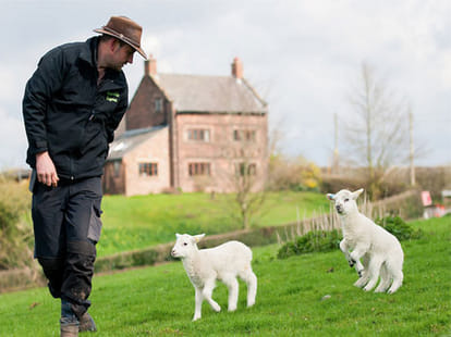 sheep with six legs
