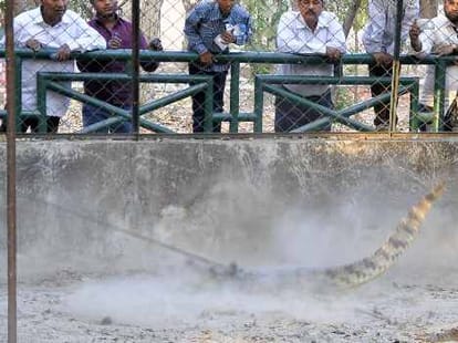 farm where crocodiles are made to eat vegetarian diet!