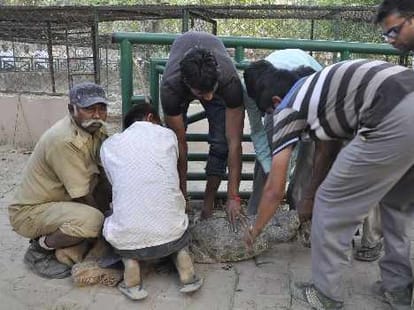 crocodile enter in home