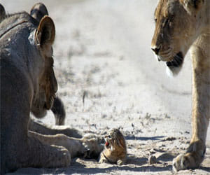 fight between wild cat and lions  