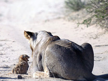 fight between wild cat and lions  