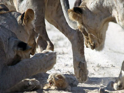 fight between wild cat and lions  