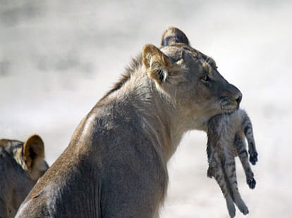 fight between wild cat and lions  