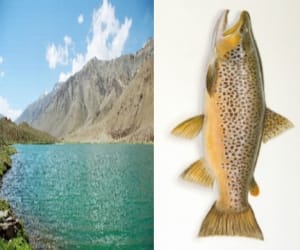 first time in the state, the conservation of Brown trout fish 