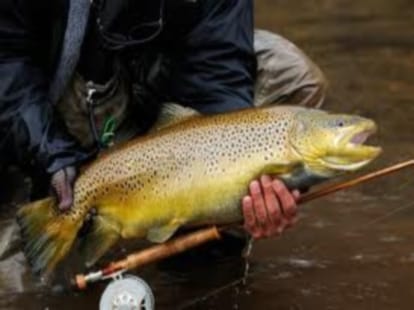 first time in the state, the conservation of Brown trout fish 