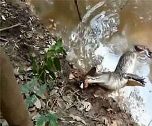 electric eel electrocuted giant allegator to death