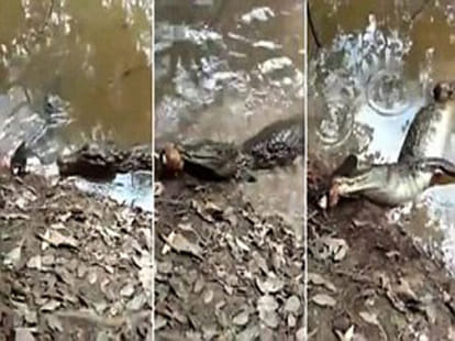 electric eel electrocuted giant allegator to death