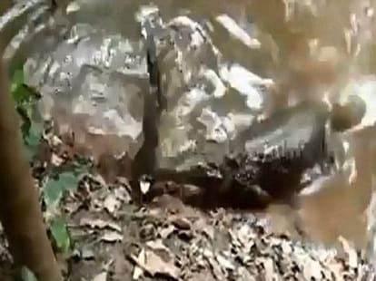 electric eel electrocuted giant allegator to death