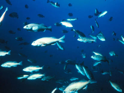 aquarium fate vastu prosperity