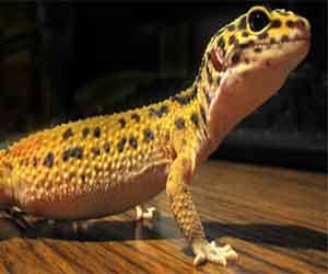 research for monitor lizard.