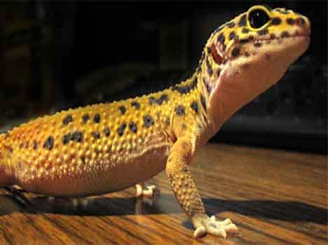 effects of lizard falling on body part