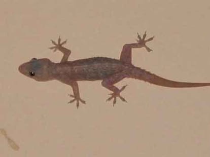 effects of lizard falling on body part