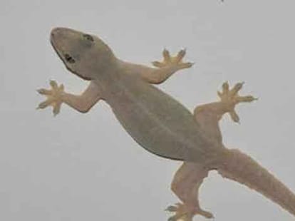 effects of lizard falling on body part