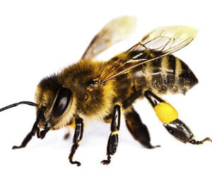 man who allowed bee to bite his penis to study bee sting behaviour
