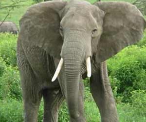 six elephants are mising in delhi.