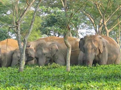 naxls not but elephants may disrupt election