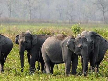 six elephants are mising in delhi.