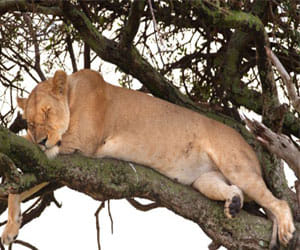 kenyan forest where lions sleep on trees
