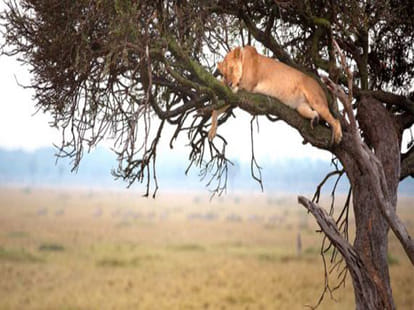 kenyan forest where lions sleep on trees