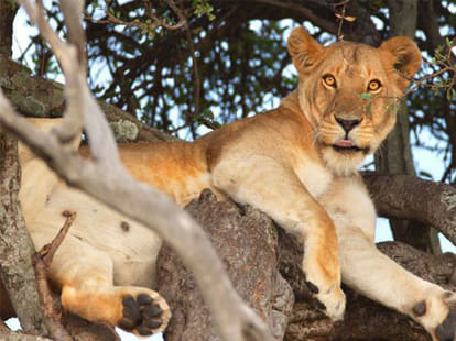 kenyan forest where lions sleep on trees