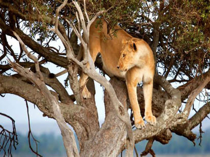 kenyan forest where lions sleep on trees