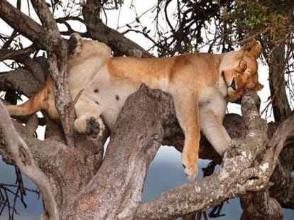 royal lifestyle of lions in lion safari