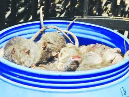 raipur hospital invited tenders for killing rats