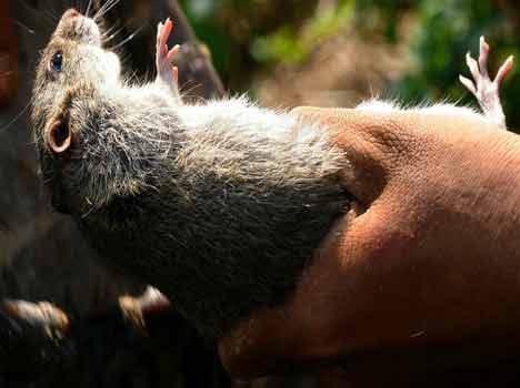 mouse injected patient's leg , inquiry