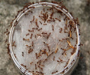 recipe made from ants' egg